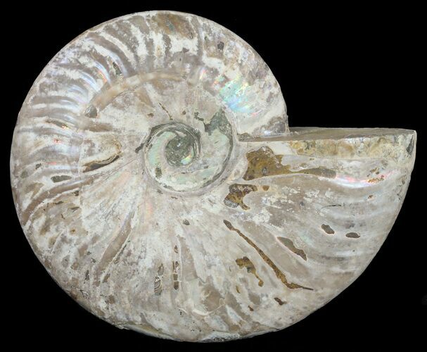 Silver Iridescent Ammonite - Madagascar #61514